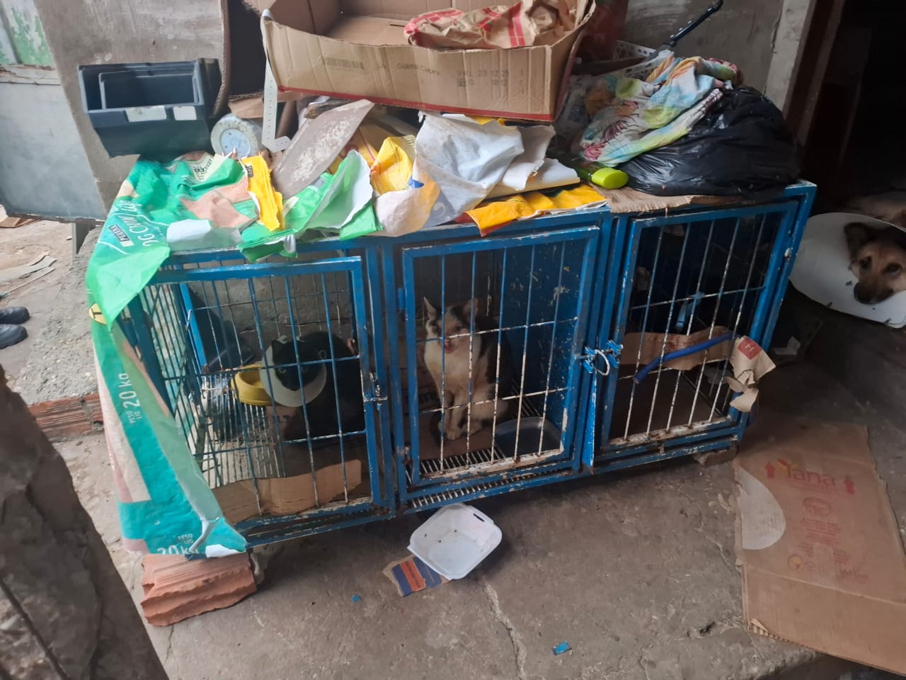 Cinco pessoas são presas durante operação por maus tratos a animais em Teresina