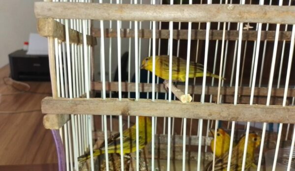 Semarh acolhe e reabilita animais silvestres resgatados no sul do Piauí