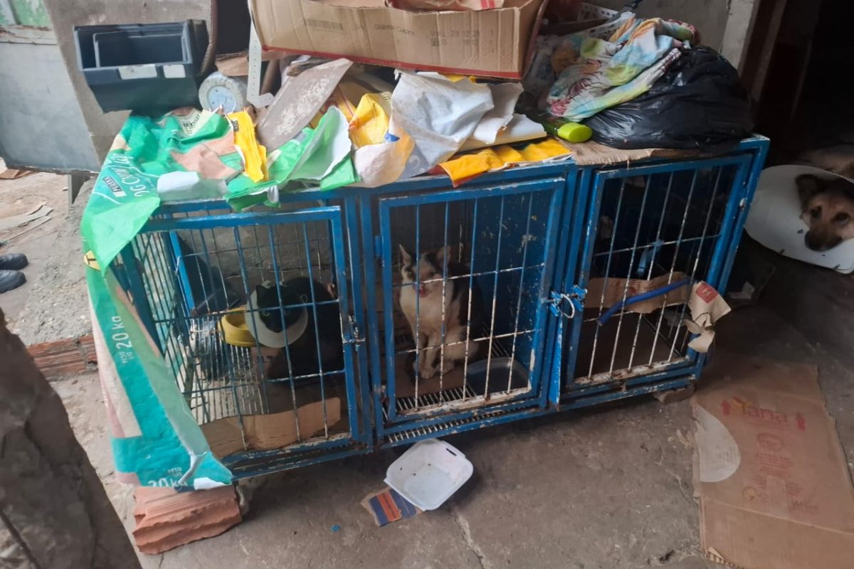 Cinco pessoas são presas durante operação por maus tratos a animais em Teresina