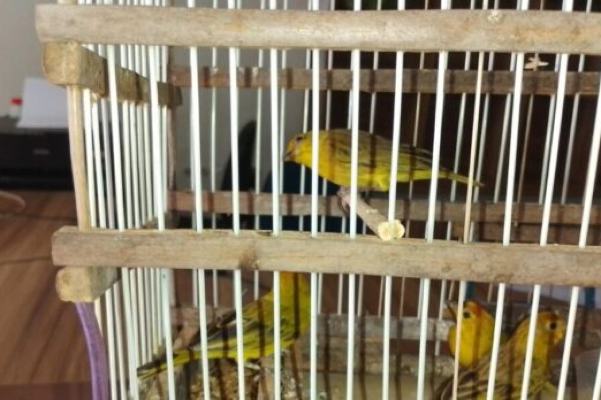 Semarh acolhe e reabilita animais silvestres resgatados no sul do Piauí
